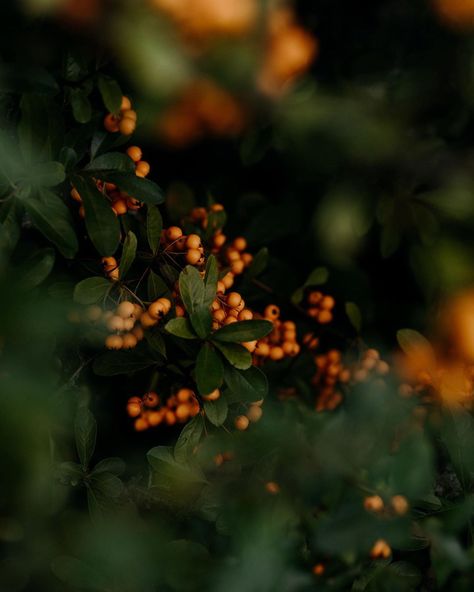 Orange Green Aesthetic, Green And Black Aesthetic, Excited Face, Plant Images, Black Background Images, Plant Wallpaper, Iphone Background Wallpaper, Green And Black, Flower Photos