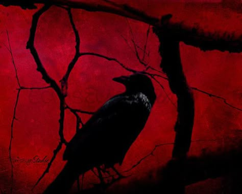 Raven Photo, Red Crow, Demon Aesthetic, Red Raven, Aesthetic Types, Red Gothic, Raven Art, Gothic Aesthetic, Bird Art Print