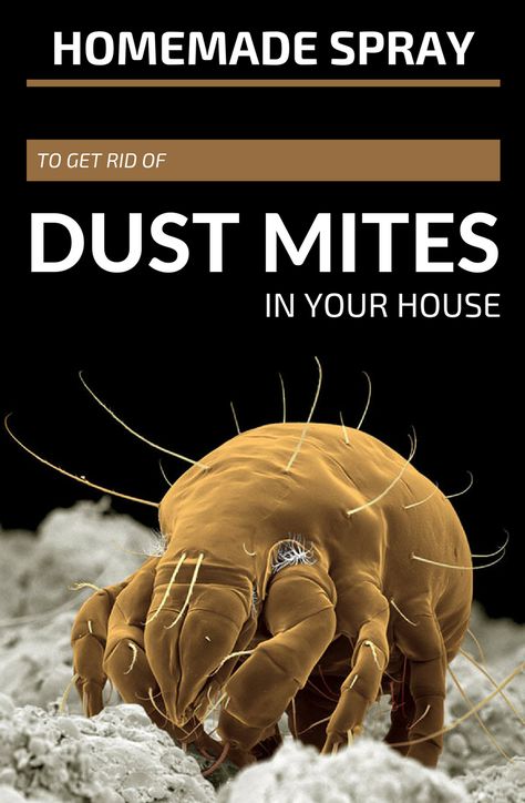 Homemade Spray To Get Rid Of Dust Mites In Your House #mites #dustmites #spray #homemade #removemites #getridofmites Diy Dust Mite Spray, Dust Mites How To Get Rid Of, Dust Mite Spray, Essential Oil Bug Repellent, Dust Allergies, Cleaning Naturally, Demodex Mites, Dust Mite Allergy, Bug Spray Recipe