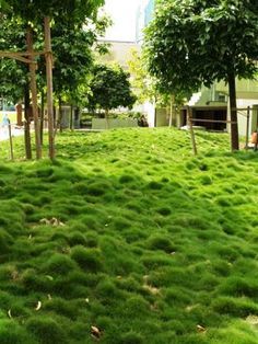 Zoysia tenuifolia, 'No Mow Grass'                                                                                                                                                                                 More Moss Lawn, No Mow Grass, Zoysia Grass, Grass Alternative, Lawn Alternatives, Grasses Landscaping, Grasses Garden, Front Lawn, Evergreen Plants