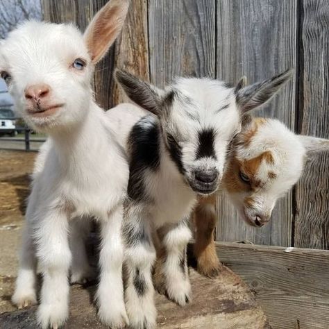 baby goats Funny Farm Animals, Dog Farm, Baby Farm Animals, Baby Goat, Funny Farm, Cute Goats, Animal Education, Barnyard Animals, Baby Goats