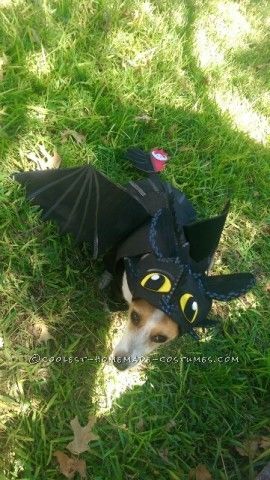 Awesome DIY How to Train Your Dragon Dog costume Dog Dragon Costume, Toothless Costume, Dragon Dog, Halloween Costumes 2014, Great Halloween Costumes, Toothless Dragon, Homemade Halloween Costumes, Dragon Costume, Halloween Costume Contest