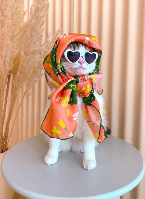 Gatos Cool, Image Chat, Fancy Cats, Cute Cats Photos, Cat Fashion, Wearing Sunglasses, Pet Fashion, Cat Aesthetic, Cute Animal Photos