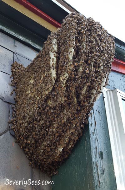 openairbeehive Valley Carpenter Bee, Bees Swarm, Warre Hive, Warre Bee Hive, Bee Removal, Bee Swarm, Bee Hive, Open Air, Honey Bee