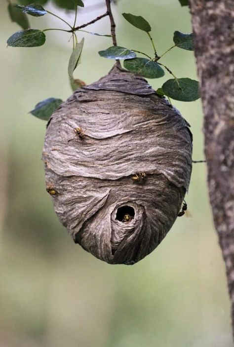 Wasp Nest Art, Beehive Natural, Natural Beehive, Insect Architecture, Bees Nest, Bee Nest, Beehive Art, Nest Art, Woodland Cottage