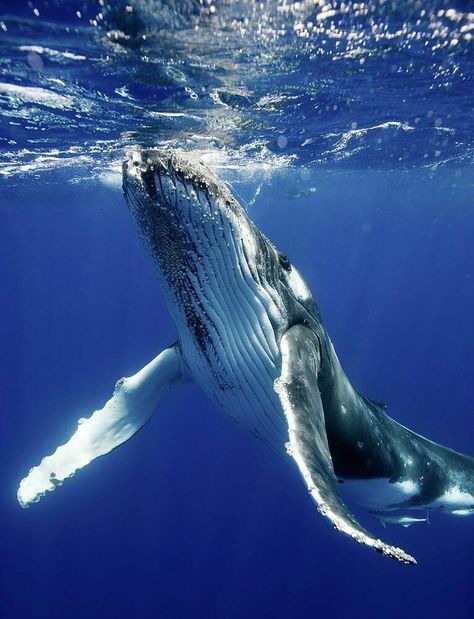 Baleen Whales, Whale Drawing, Sea Mammal, Save The Whales, Woods Photography, Whale Art, Humpback Whale, Whale Shark, Blue Whale