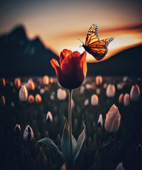 Moonlight Photography, Beautiful Butterfly Photography, Best Nature Wallpapers, Lovely Flowers Wallpaper, Pure Happiness, Butterfly Pictures, Cute Simple Wallpapers, Simple Wallpapers, Butterfly Wallpaper