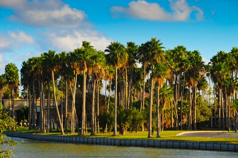 https://flic.kr/p/kZZnn5 | Brownsville Palm Trees Brownsville Texas, Texas Vacation, Texas Adventure, Texas Vacations, Texas Travel, Winter Vacation, Rio Grande, Travel Agency, Amazing Destinations