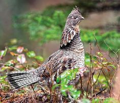 How to Find More Grouse Off the Beaten Path | Outdoor Life Grouse Hunting, Upland Bird Hunting, Upland Hunting, Deer Hunting Tips, Quail Hunting, Big Game Hunting, Pheasant Hunting, Hunting Life, Hunting Tips