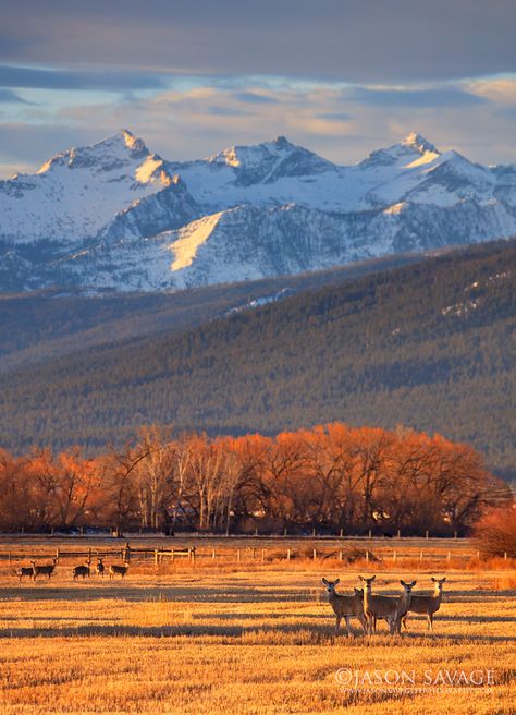 Montana Landscape, Montana Vacation, Montana Mountains, Big Sky Montana, Into The West, Big Sky Country, Autumn Scenery, Mountain Scene, National Parks Trip