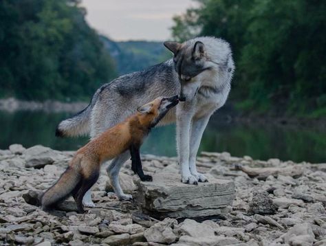 Nayeli the wolfdog and Freya the fox are two rescue animals living at a wildlife sanctuary with their human mom and dad. Nayeli was rescued from a wolfdog back yard breeder who put his animals in danger constantly . Freya was rescued from a fur farm. Animals Friendship, Beautiful Wolves, Wild Dogs, Wolf Dog, Wolf Art, Warrior Cats, Animal Photo, Nature Animals, 귀여운 동물