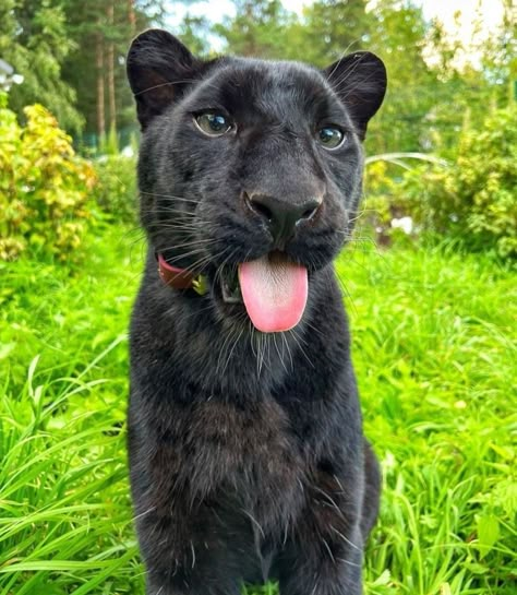 Long Face Dog, Panther Cub, Black Panther Cat, Panther Cat, Cute Ferrets, Black Panthers, Silly Animals, Cute Wild Animals, Animal Heads