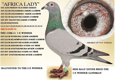 Racing Pigeons For Sale, Pigeon Eyes, Pigeons For Sale, Pigeon Breeds, Racing Pigeons, Art Cars, Pigeon, Paloma, South Africa