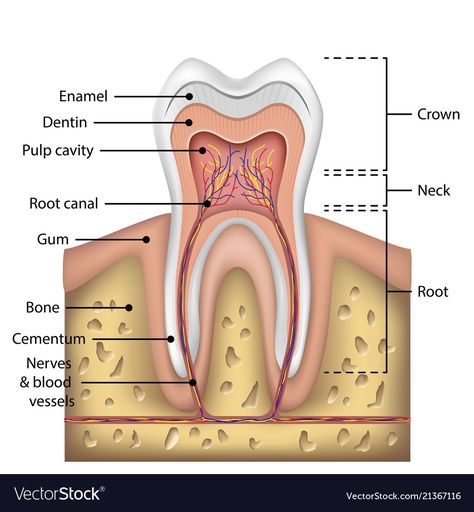 Anatomy Of Tooth, Dental Anatomy Drawing, Teeth Diagram, Tooth Anatomy, Dental Assistant School, Teeth Anatomy, Dentist Art, Remedies For Tooth Ache, Medical Photography