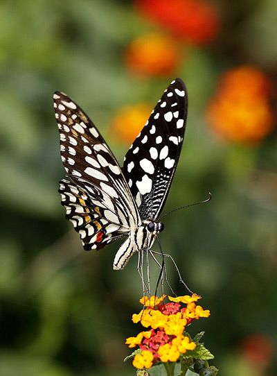 Credit: Harish Tyagi/EPA A lime butterfly (Papilio demoleus) sits on a plant in a garden in New Delhi, India. The butterfly population in the Indian capital after rain is increasing and shows greater variety than in the last few years Lime Butterfly, Butterfly Sitting, Lantana Plant, Flying Flowers, Kingdom Animalia, After Rain, A Bug's Life, New Delhi India, Sea Dragon