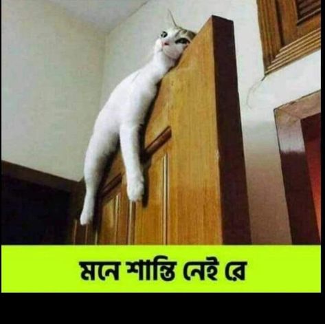 Bangla Funny Jokes, Funny Post Bangla, Bangla Funny Photo, Lockscreen Iphone Quotes, Funny Photo Captions, Funny Photos Ideas, Funny Compliments, Funny Facebook Status, Romantic Quotes For Her