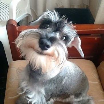 The 21 Happiest Schnauzers On Earth | The Paws Big Schnauzer, Dogs Schnauzer, Winning Smile, Schnauzer Mix, Mini Schnauzer Puppies, Man Beard, Mini Schnauzers, Miniature Schnauzer Puppies, Miniature Schnauzers