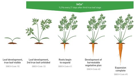 Carrot Cycle Carrots Growing, Lettuce Growing, Backyard Homestead, Foliar Spray, Fantasy Garden, Growing Greens, Diy Raised Garden, Organic Garden, School Garden