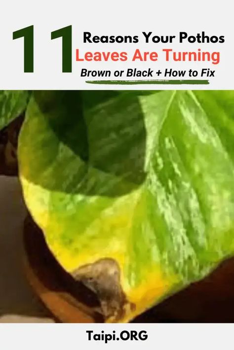 Why Am I Seeing Brown Spots on Pothos Leaves? - The American Indoor Plants Informer Pathos Plant, Plant Leaves Turning Brown, Pothos Plant Care, Plant Leaves Turning Yellow, Golden Pothos, Root Rot, Prayer Plant, Pothos Plant, Brown Spots