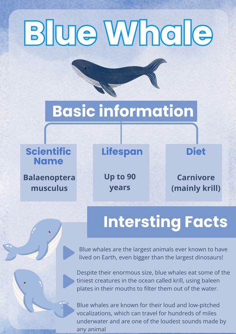 Blue whale #animal all about animal animal Infographic#whale Blue Whale Facts, Whale Facts, Animal Infographic, Whale Species, Whale Theme, Ocean Unit, Ocean Room, School Book Covers, Kids Projects