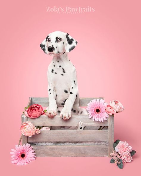 Dalmatian pup studio photography on pink background Dog Birthday Pictures, Pet Photography Props, Dog Photography Studio, Pet Photography Poses, Pet Photography Business, Dog Photoshoot Pet Photography, Dog Portrait Photography, Dog Photography Poses, Box Of Flowers