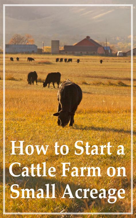 How To Start A Cattle Ranch, Starting A Ranch, Farm Hacks Cattle, Raising Cows, Cattle Housing, Dexter Cattle, Cattle Corrals, Farm Tips, Cow Pasture