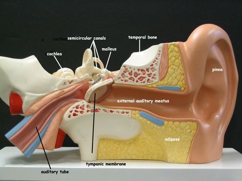 ear-model-anterior Ear Model Anatomy, Anatomy Lab, Nervous System Anatomy, Ear Model, Anatomical Brain, Ear Anatomy, Medicine Notes, Hearing Problems, Human Ear