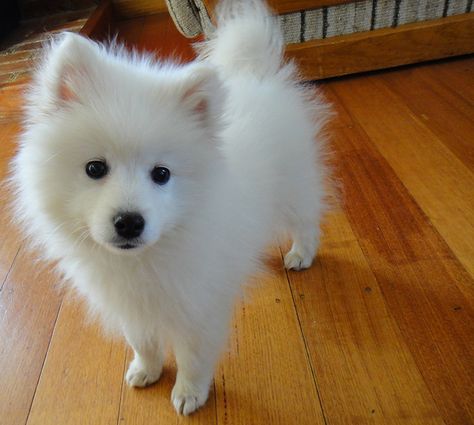 yuki the japanese spitz Spitz Dog Breeds, Japanese Spitz Puppy, Japanese Spitz Dog, Spitz Puppy, Spitz Pomeranian, Spitz Dog, Spitz Dogs, Japanese Spitz, Love My Dog