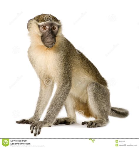 Endangered Animals Project, Monkey Photography, Vervet Monkey, Animal Photography Wildlife, Disney Prince, Painted Coffee Mugs, Safari Theme Birthday, Monkey Pictures, Wild Animals Pictures