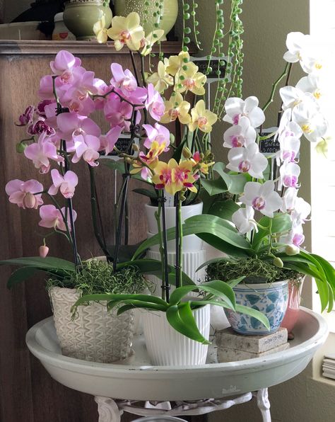 Orchids Interior Design, Orchid In Bathroom, Bathroom Orchid, Orchid Room Decor, Orchid Interior Design, Orchid Interior, Indoor Orchids, Orchid Flower Arrangements, Growing Orchids