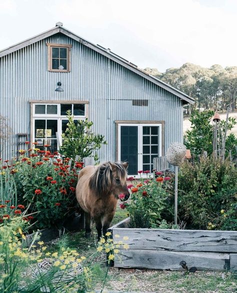 Shetland pony Georgie, who graces the cover of our current issue (IN STORES NOW!), is not just a pretty face. Soon, she will be trained to… Artic Crafts, Nature Aestethic, Country Future, Farm Goals, Homesteading Inspiration, Georgian Farmhouse, Barn Restoration, Country Style Magazine, Family Cottage