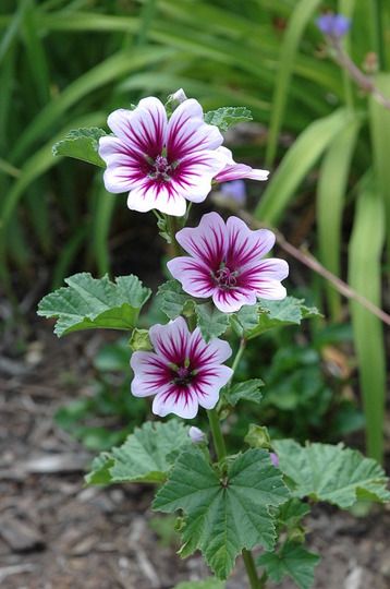 Malva sylvestris 'Zebrina' Flowers Valley, Mallow Plant, Malva Sylvestris, Mallow Flower, Purple Garden, Plant Combinations, Beautiful Flowers Wallpapers, Pretty Plants, Flowers Perennials