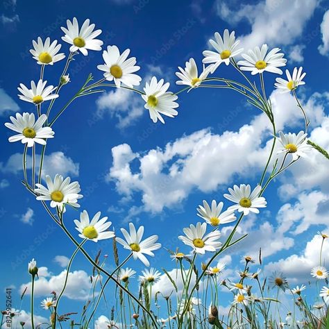 #aiart #creativephotography #digitalart #amazingart #uniquephoto #artisticcreation #daisy #sky #blue #summer #spring # Daisy Aesthetic, Kindness Lessons, Amazing Plants, Nothing But Flowers, Blue Daisy, Unique Photo, Flower Boxes, Daisy Flower, Summer 2024