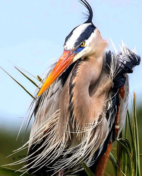 Heron Photography, Regard Animal, Heron Bird, Heron Art, Great Blue Heron, Shorebirds, Blue Heron, Exotic Birds, Tropical Birds