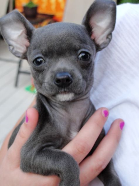 ~ Blue Chihuahua ~ Grey Chihuahua, Blue Chihuahua, Chihuahua Training, Teacup Chihuahua Puppies, Baby Chihuahua, Bulldog Francese, Teacup Chihuahua, Chihuahua Lover, Cute Chihuahua