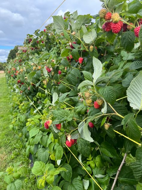 Strawberry Bush Aesthetic, Raspberry Picking Aesthetic, Fruit Farm Aesthetic, Strawberry Fields Aesthetic, Berry Picking Aesthetic, Raspberry Field, Raspberry Aesthetic, Berry Field, Raspberry Picking