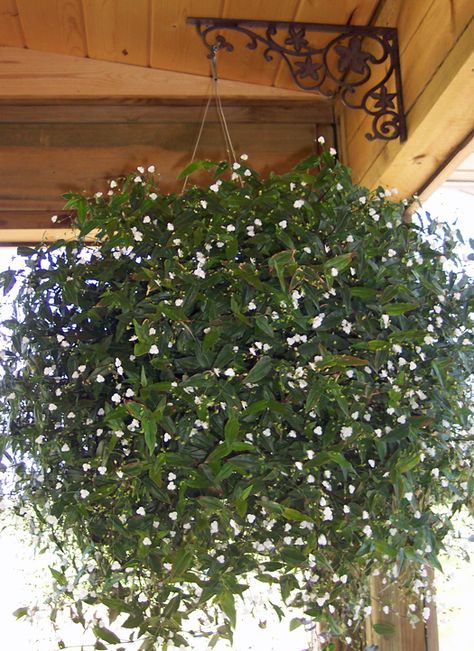 Bridal veil hanging pots with white lights strung in between - decoration and favor Bridal Veil Plant Care, Bridal Veil Plant, Hanging Plants Diy, Indoor Plant Wall, Plant Indoor, Garden Basket, Hanging Plants Indoor, Plant Decor Indoor, Wall Garden