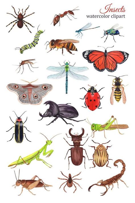 Watercolor Bugs Insects, Bugs Clipart, Watercolor Bugs, Bug Clipart, Bug Drawing, Dragonfly Watercolor, Flying Bugs, Bugs Drawing, Insect Clipart