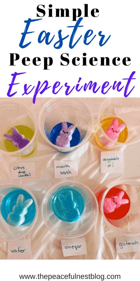 Easter Science Experiments For Kids, Yellow Science Activities For Preschool, Peeps Experiment For Kids, Special Ed Science Experiments, Easter Science Experiments Kindergarten, Peep Experiment For Kindergarten, Working Together Activities Preschool, Peep Science Experiment Preschool, Science Experiment First Grade