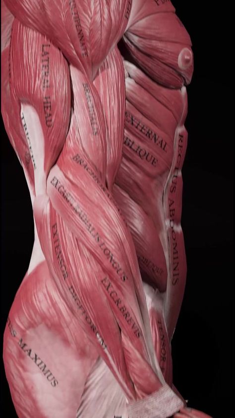 Body Layout, Human Anatomy Picture, Inside Human Body, Anatomy Muscles, Human Muscle Anatomy, Anatomy Images, Ab Workout Plan, Basic Anatomy And Physiology, Human Body Art