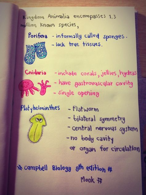 Some phylums of kingdom animalia. Kingdom Animalia Notes, Animal Kingdom Notes, Campbell Biology, Neet Notes, Birthday Wishes For Son, Kingdom Animalia, Teaching Biology, Biology Notes, School Study