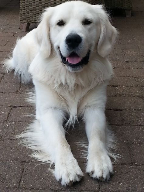 White Cream Golden Retriever, White English Cream Golden Retriever, White Golden Retriever Aesthetic, White Golden Retrievers, English Creme Golden Retriever, Cream Retriever, White Retriever, White Golden Retriever Puppy, White Golden Retriever