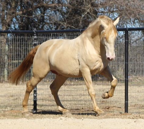 Tiberius GSA. Cremello PRE Stallion Pre Stallion, Spanish Horse, Dressage Training, Horse Coats, Horse Colors, Double Cream, Animal Reference, Dressage, Halle