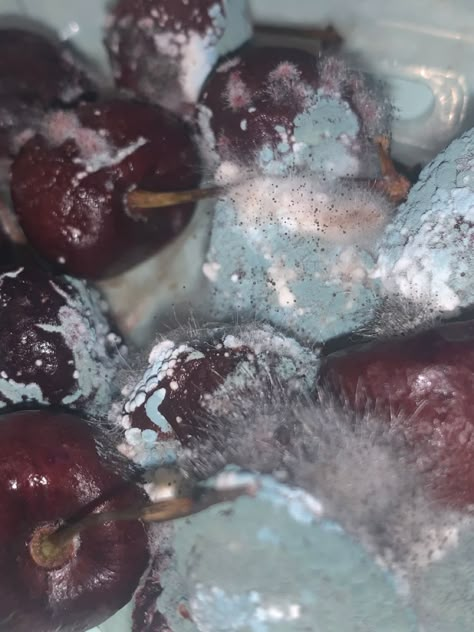 Moldy Fruit Photography, Mold Aesthetics, Decomposing Fruit, Mouldy Cheese, Mouldy Fruit, Mouldy Food, Mold Aesthetic, Moldy Fruit, Moldy Food