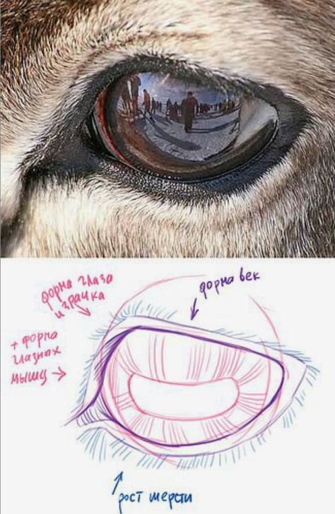 Animal Eye Anatomy, Goat Eyes Drawing, Deer Anatomy Drawing, Deer Anatomy, Deer Eyes, Eye Anatomy, Deer Drawing, Horse Anatomy, Animal Anatomy