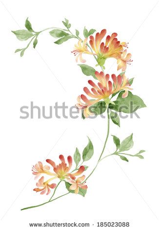 watercolor illustration Honeysuckle in simple background Flower Art Tattoo, Tattoo Birth Month, Honeysuckle Tattoo, Simple White Background, Wild Honeysuckle, Honeysuckle Vine, Illustration Flower, Watercolor Projects, Floral Illustration