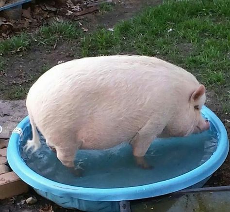 Love potbelly pigs Pigs Aesthetics, Pig Pets Mini, Mini Pot Belly Pigs, Kiddy Pool, Potbelly Pigs, Gini Pig Pet, Contemplating Life, Miniature Pigs Full Grown, Wading Pool