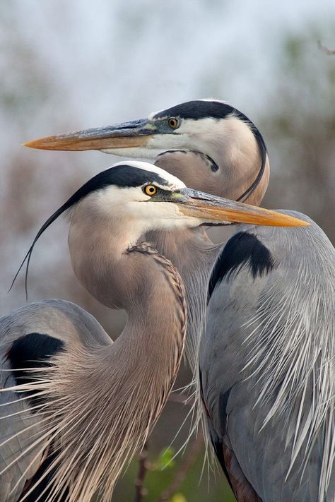 Regard Animal, Heron Art, Coastal Birds, Herons, Nature Birds, Bird Pictures, Exotic Birds, Blue Heron, Bird Drawings