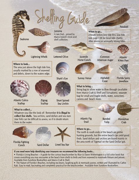 Sea Shell Meaning, Seashell Meaning, Florida Shells, Types Of Witchcraft, Types Of Shells, Selling Crafts, Shell Craft, Plant Book, Shell Ornaments