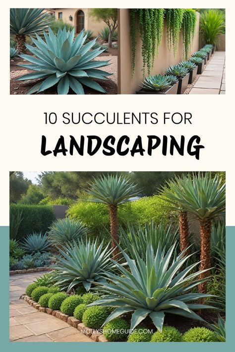 Explore a variety of succulent landscape ideas perfect for low maintenance landscaping. Discover creative ways to incorporate succulents into your front yard, such as space-saving designs and modern garden layouts. Learn about different types of succulents suitable for zone 8A climates and how to care for them properly. Get inspired by stunning succulent fountain planter ideas and innovative sedum guides for your next landscaping project. Enhance your outdoor space with beautiful Succulents for Landscape Cactus Ideas, Backyard Succulent Garden Ideas, Succulent Arrangements Outdoor Garden, Desert Front Yard Landscaping Ideas, Texas Low Maintenance Landscaping, Aloe Vera Landscape Design, Front Yard Landscaping Succulents, Az Landscaping Ideas Front Yard, Succulent Garden Outdoor Front Yards